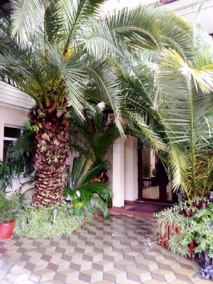 Гостиница Три пальмы, Сириус