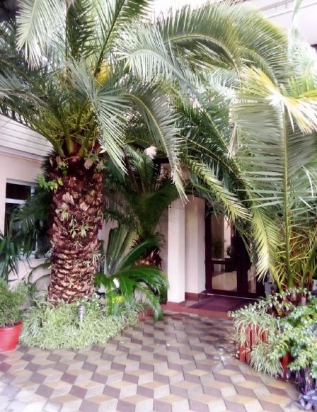 Гостиница Три пальмы, Сириус