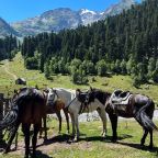 Конные прогулки