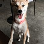 Pet-friendly отель