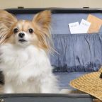 Допускается размещение домашних животных, Гостевой дом Внукинг