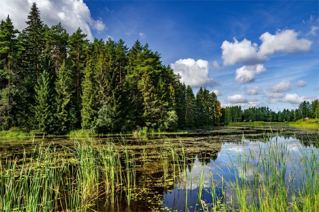 Дом (Барнхаус #6 Королек), Эко-отель Панорама Парк Междуречье