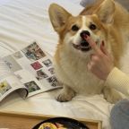 Допускается размещение домашних животных, Отель Terraplace by Mix Hotels