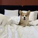 Допускается размещение домашних животных, Отель Terraplace by Mix Hotels