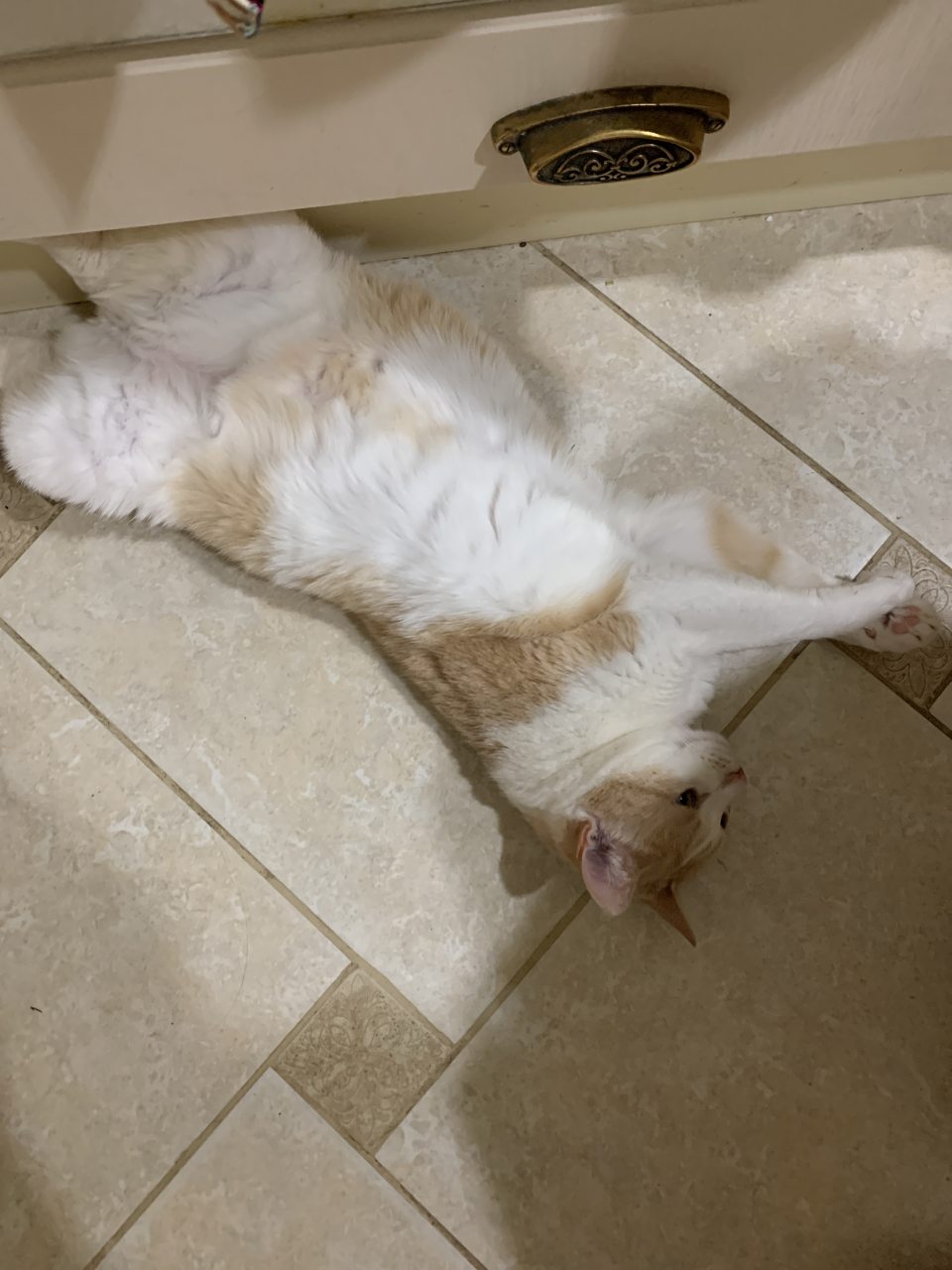 С питомцами только по запросу!