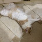 С питомцами только по запросу!