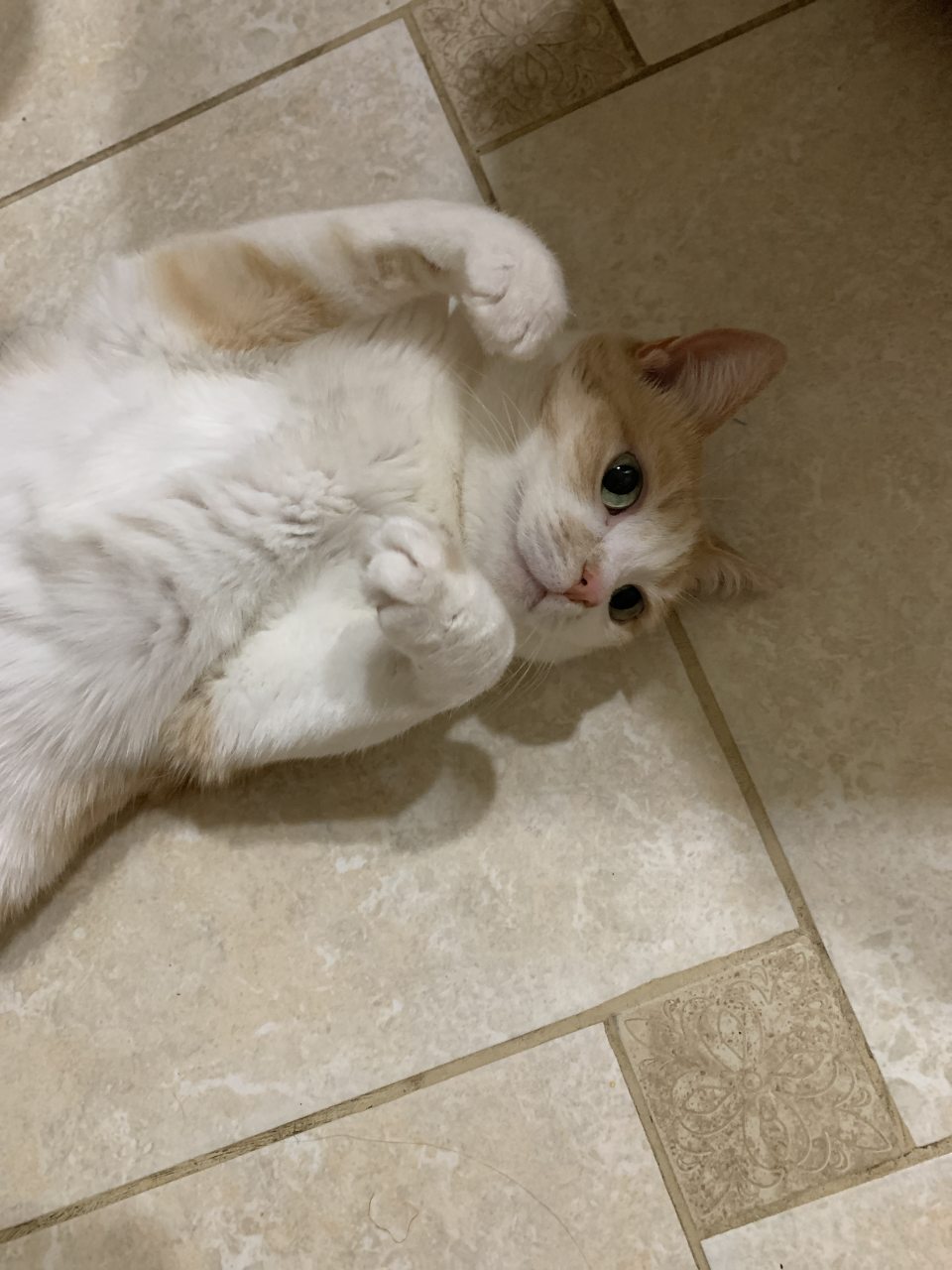 С животными только по запросу!