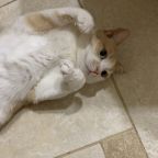 С животными только по запросу!