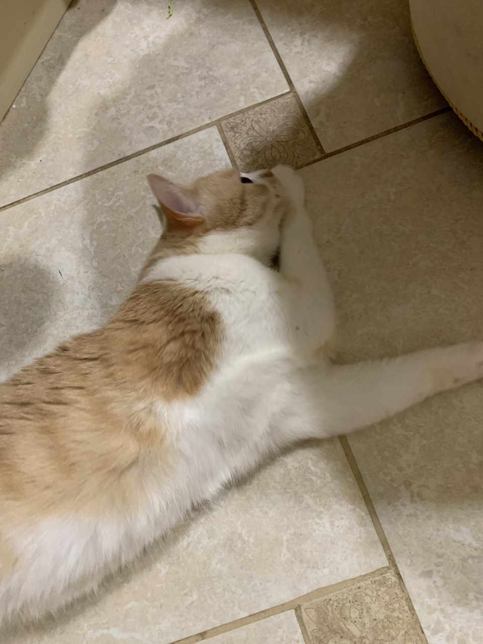 С животными только по запросу!!!