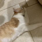 С животными только по запросу!!!