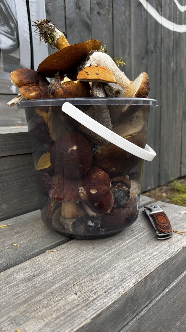 в округе очень много ягод и грибов