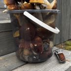 в округе очень много ягод и грибов