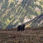 Экскурсионное обслуживание, Гостевой дом Amazing Kamchatka