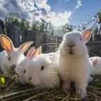 Допускается размещение домашних животных, Отель New Riga Village