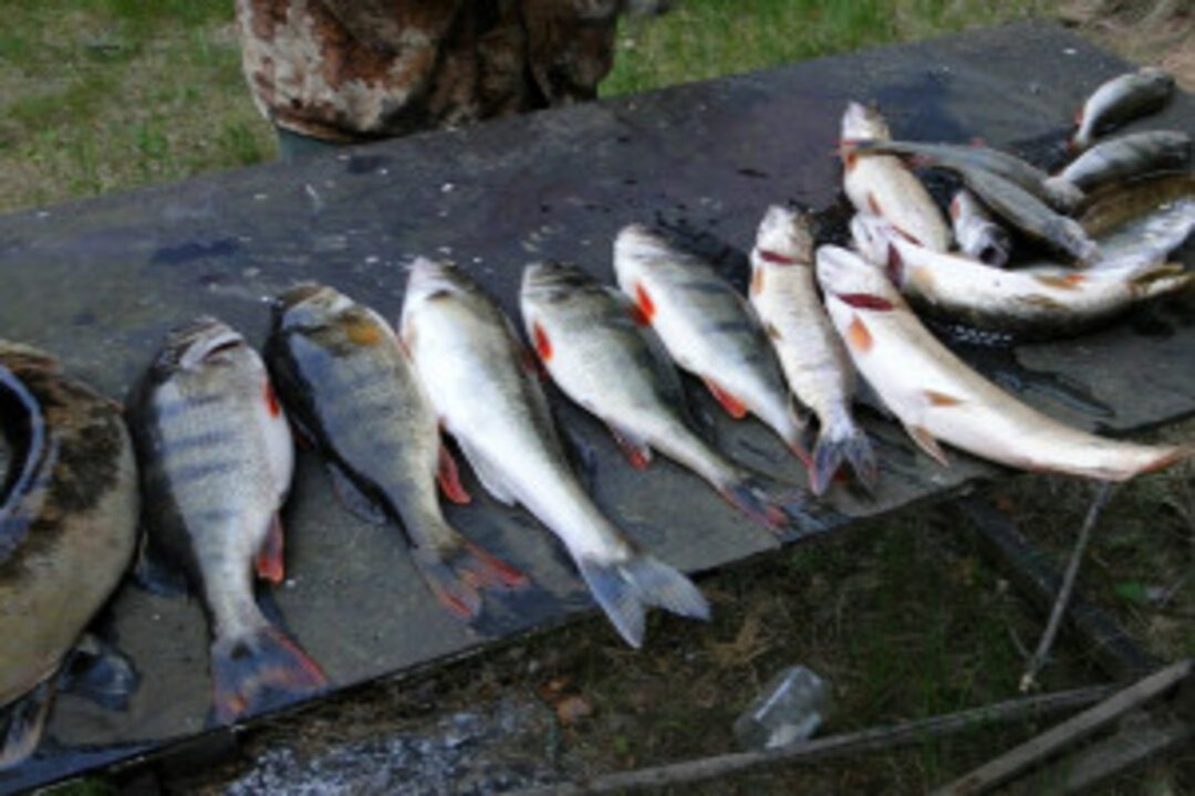 Рыбалка, База отдыха Берег удачи
