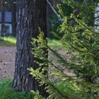 Шестиместный (Дом с верандой), База отдыха Дух Тайги