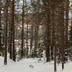 Отдых в комфортных домах в Соснах