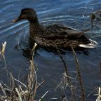 Первая береговая линия
Берег