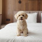 Допускается размещение домашних животных, Отель Горная Дача