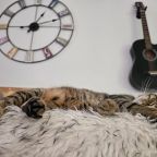 Допускается размещение домашних животных, Отель О,Тепло