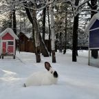 Допускается размещение домашних животных, База отдыха Дубки