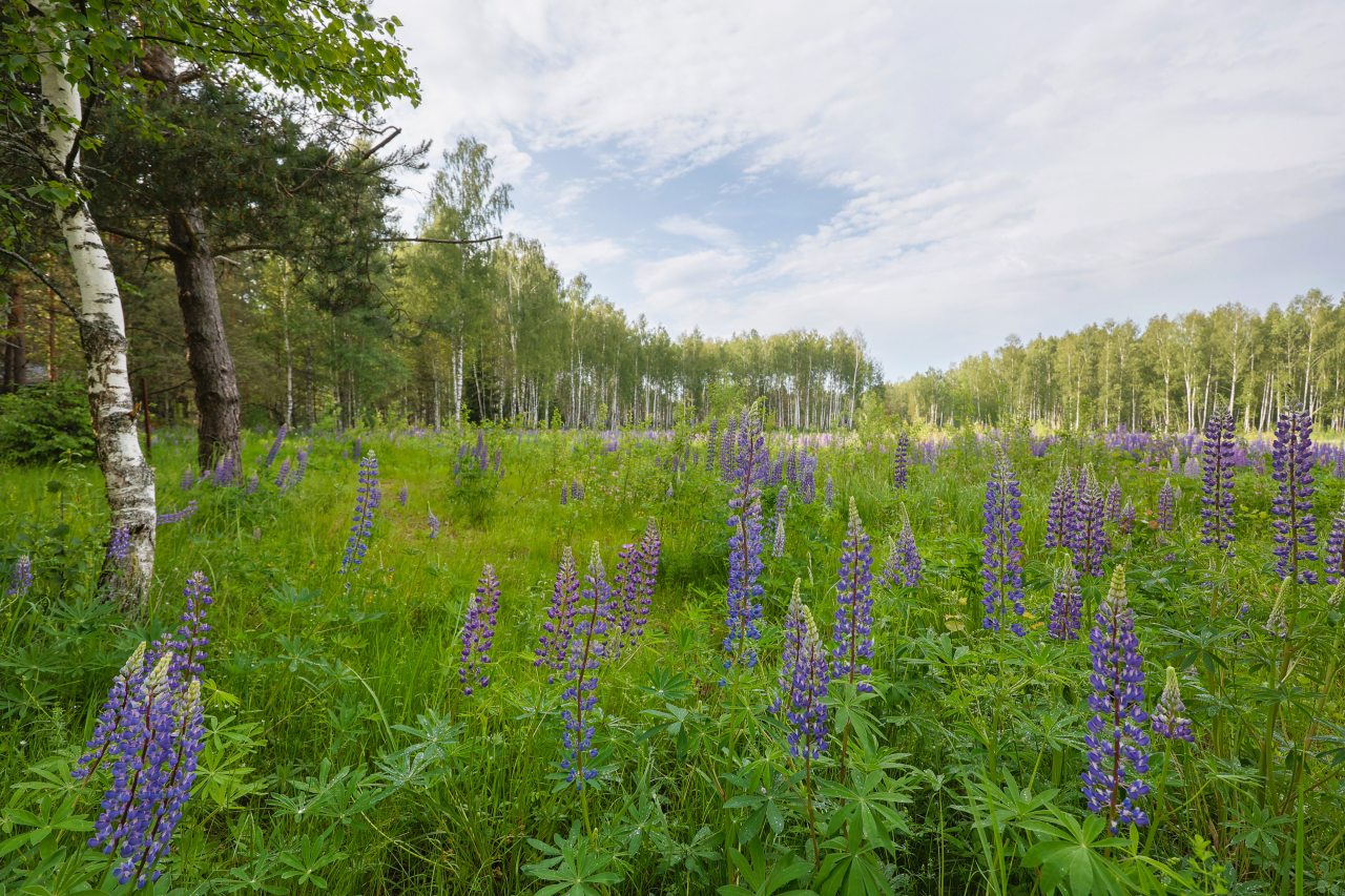 Дом (A-Frame № 15 (с камином без купели)), База отдыха Les Holidays