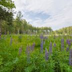 Дом (A-Frame № 15 (с камином без купели)), База отдыха Les Holidays