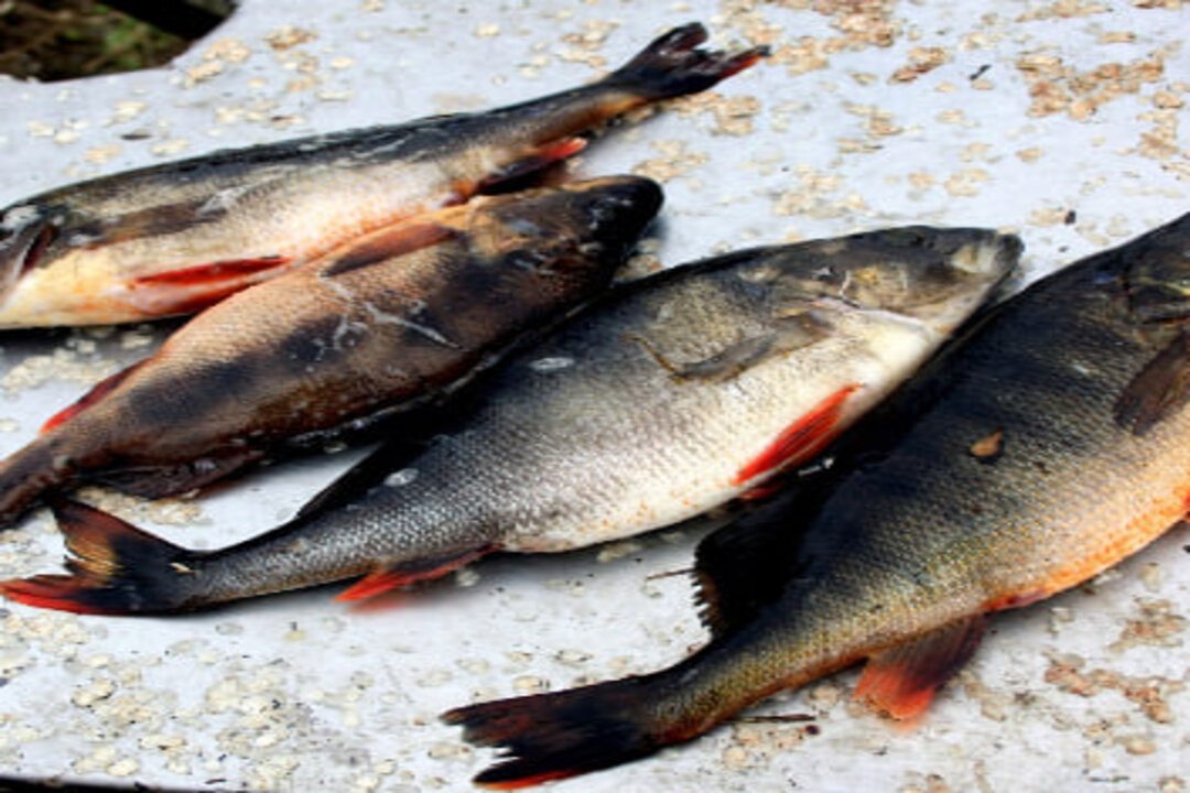 Рыбалка, База отдыха Кохтусельга
