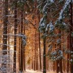 Пешие прогулки, Гостевой дом Оленья ферма Бэмби Лэнд