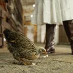 Эко-ферма, Отель Кавказский Целитель