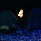 Восьмиместный (Домик Шале), Гостевой дом Шале Белая Сова