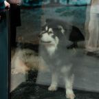 Мы любим животных