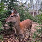 Вид на сад, Гостевой дом МЫ Дома в Шелково