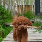 Питомцы, Гостевой дом МЫ Дома в Шелково