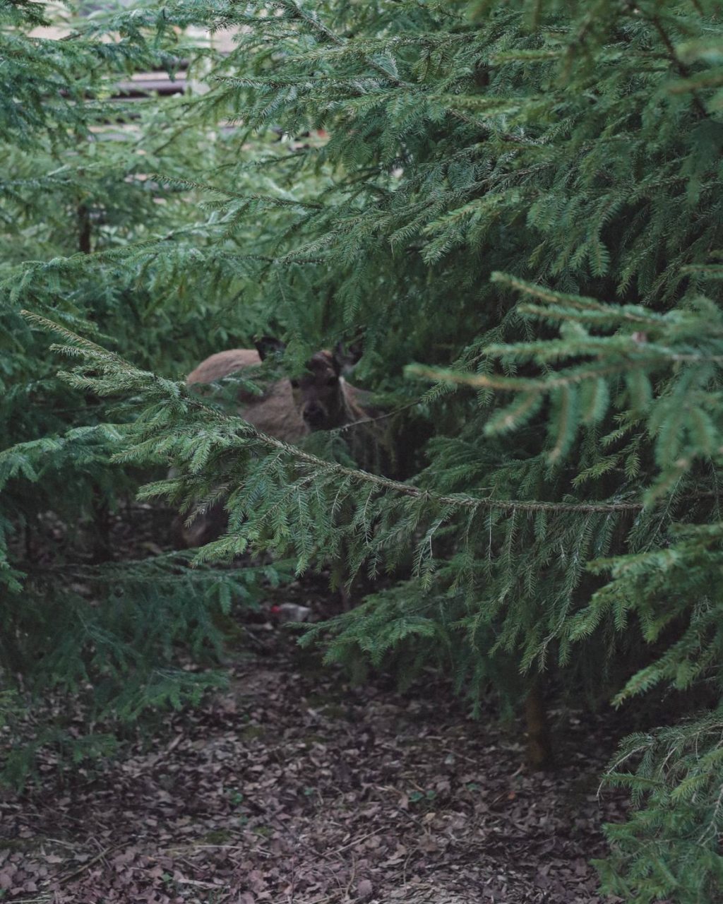Коттедж (Дом у детской площадки с 2 спальнями, беседкой и мангалом.), Гостевой дом МЫ Дома в Шелково