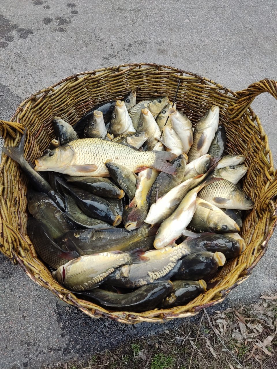 Рыбалка , База отдыха Золотой Сазан