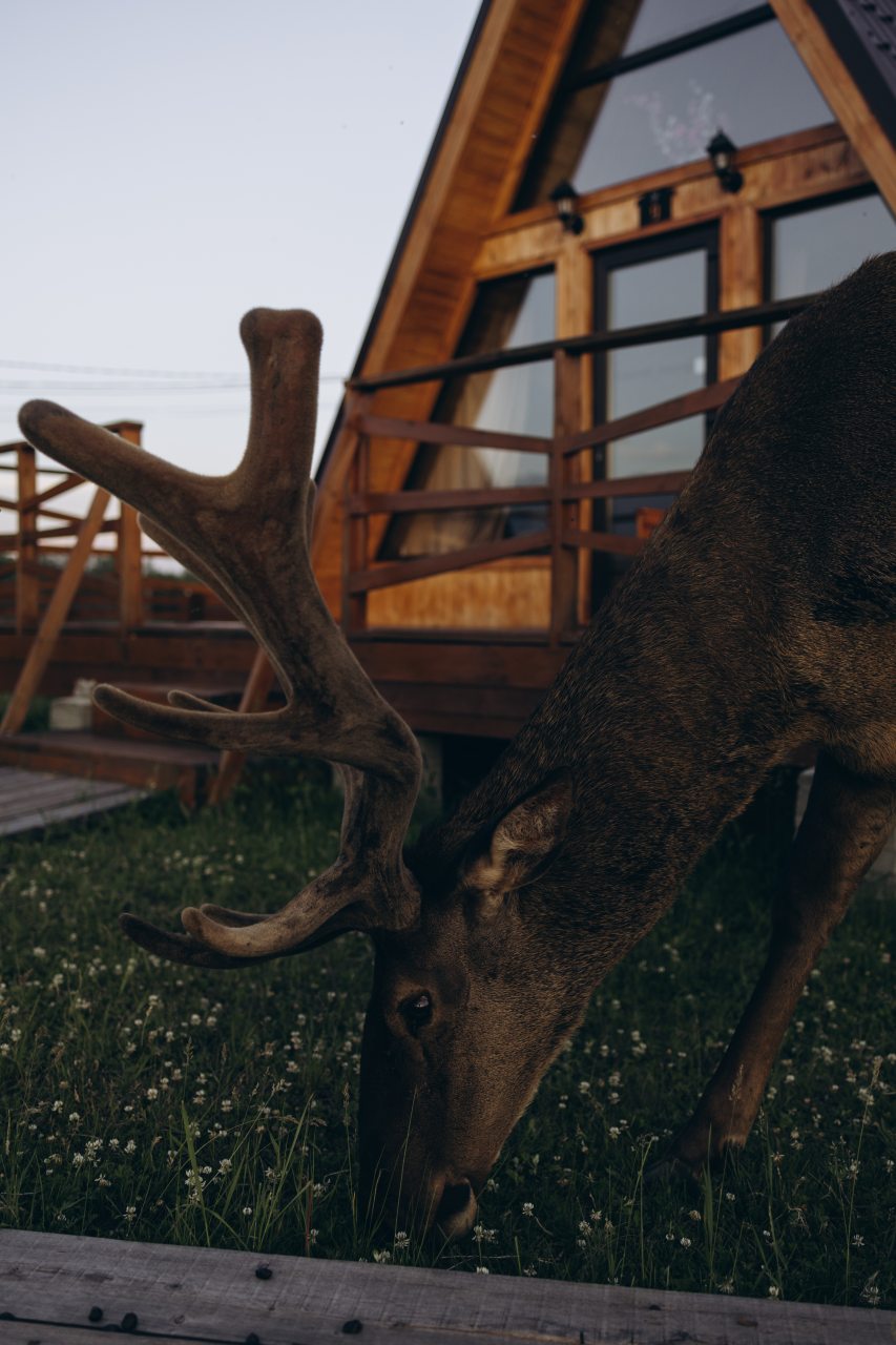 Дом (В стиле А-фрейм с открытым потолком), Загородный отель Саянский Марал