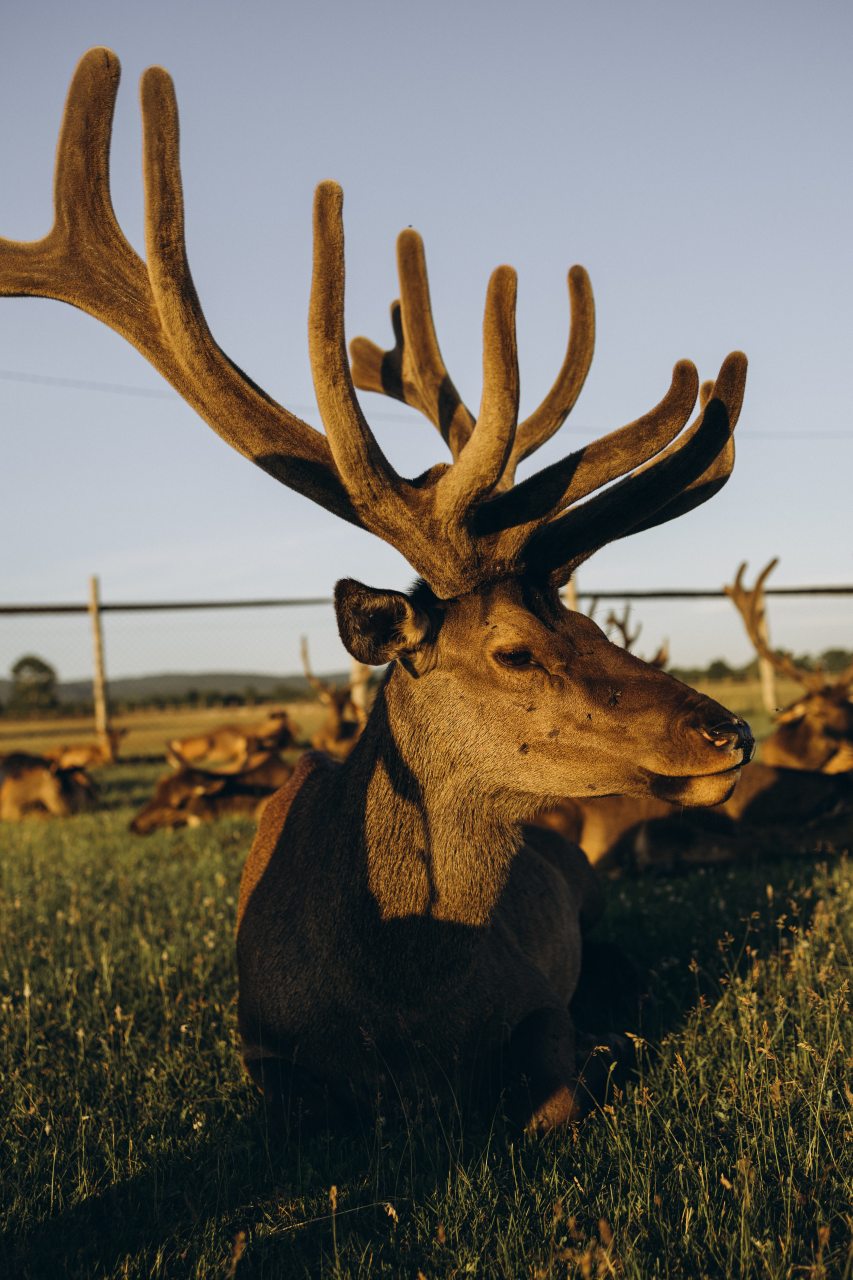 Дом (В стиле А-фрейм с открытым потолком), Загородный отель Саянский Марал