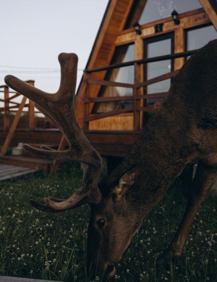 Загородный отель Саянский Марал, Талое