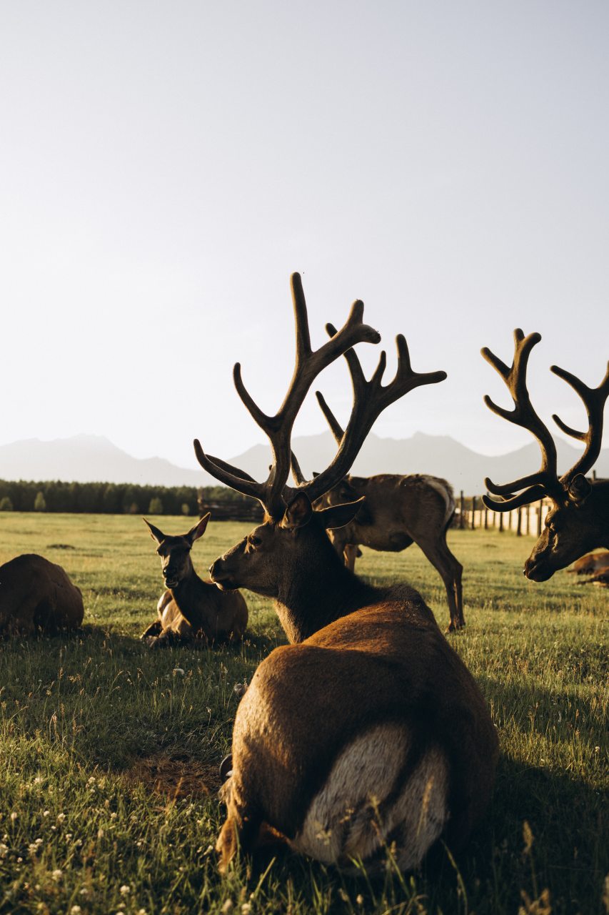 Дом (В стиле А-фрейм с полноценным вторым этажом), Загородный отель Саянский Марал