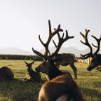 Дом (В стиле А-фрейм с полноценным вторым этажом), Загородный отель Саянский Марал