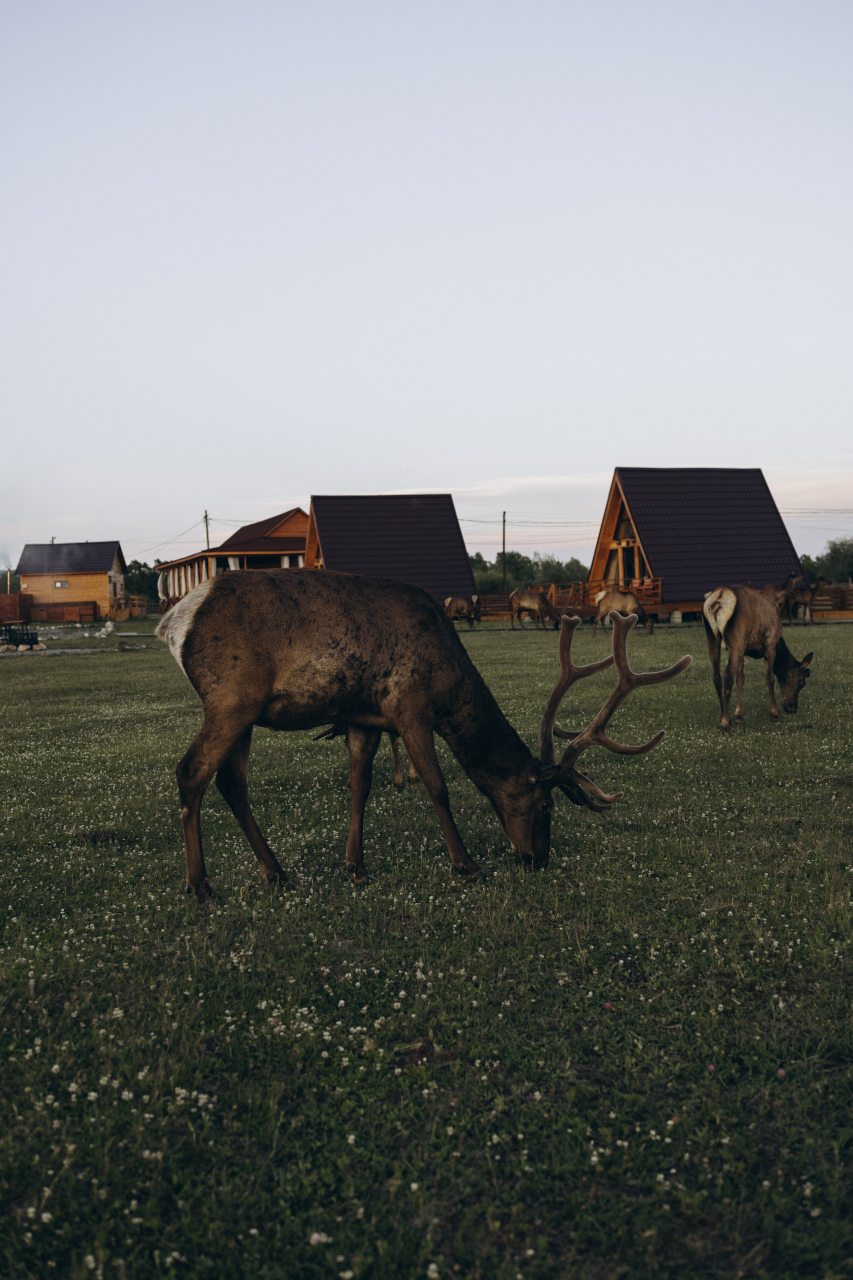 Дом (В стиле А-фрейм с полноценным вторым этажом), Загородный отель Саянский Марал