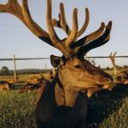Дом (В стиле А-фрейм с полноценным вторым этажом), Загородный отель Саянский Марал