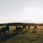 Тихое место, Загородный отель Саянский Марал