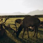 Зоопарк, Загородный отель Саянский Марал