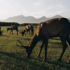 Зоопарк, Загородный отель Саянский Марал