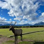Экскурсия по мараловой ферме, Загородный отель Саянский Марал