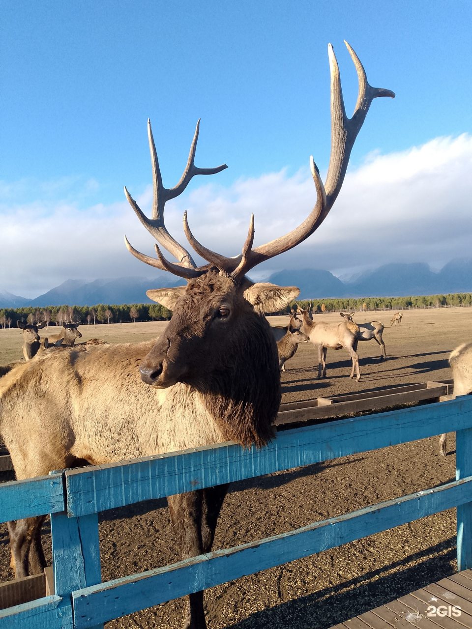 Экскурсия по мараловой ферме, Загородный отель Саянский Марал