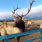 Экскурсия по мараловой ферме, Загородный отель Саянский Марал