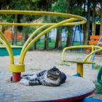 Можно с животными